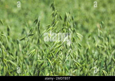 Gros plan sur l'avoine verte pousser sur le terrain cultivé en été Banque D'Images