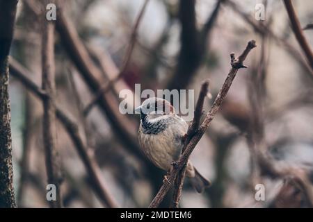 Bruant d'arbre assis sur la branche en hiver. Photo de haute qualité Banque D'Images