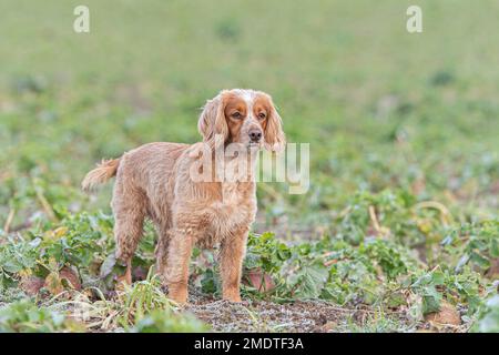 Type de travail Anglais Cocker Spaniel Banque D'Images