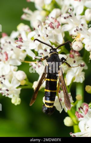 Paranthrene tabaniformis sur les fleurs plus âgées gros plan. Dans l'environnement naturel, près de la forêt en été. Banque D'Images