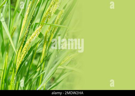 Champ de plantation de haricots de riz vert brut dans le pays asiatique avec espace de copie pour le texte Banque D'Images