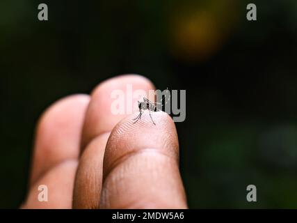 Aedes albopictus (Stegomyia albopicta), de la famille des moustiques (Culicidae), également connu sous le nom de moustique tigre (asiatique) ou moustique forestier, est un moustique originaire des régions tropicales et subtropicales de l'Asie du Sud-est. L'Aedes albopictus est un vecteur épidémiologique important pour la transmission de nombreux agents pathogènes viraux, y compris le virus de la fièvre jaune, la dengue et la fièvre Chikungunya, ainsi que plusieurs nématodes filamenteux tels que Dirofilaria immitis. Tehatta, Bengale-Occidental, Inde. Banque D'Images