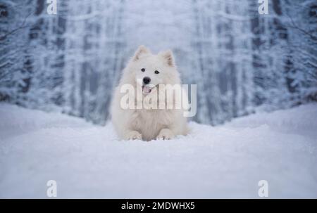 Samoyed femelle. Portrait d'hiver. Un chien allongé dans un paysage enneigé. Banque D'Images