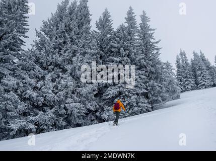 Blouson de softshell orange brillant, vêtu d'un alpiniste solitaire, qui monte sur la colline enneigée entre les sapins. Image de concept de personnes actives sur Velky Krivan, Banque D'Images