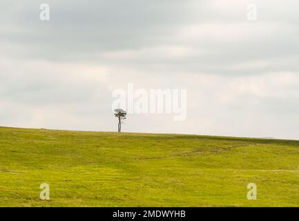 paysage d'un seul arbre isolé sur une colline verte contre un ciel nuageux concept solitude, paisible, tranquillité, calme, aloneness, minimalisme, silence Banque D'Images