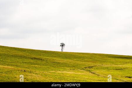 paysage d'arbre solitaire sur une colline qui est légèrement inclinée vers le bas entouré d'un champ d'herbe ou d'un pré vert et contre un ciel blanc nuageux Banque D'Images