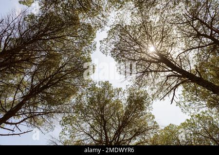 Sommet de pins pris en vue basse, avec la lumière du soleil filtrant à travers les branches et le fond bleu du ciel. Banque D'Images