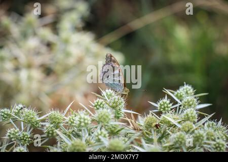 Un seul papillon adulte le frillaire lavé à l'argent (nom latin : Argynnis paphia) se nourrissant du campestre d'Eryngium dans le nord du Monténégro Banque D'Images