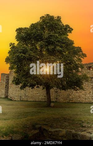 Arbre au coucher du soleil. Forteresse de Kalemegdan à Belgrade. Serbie. Banque D'Images