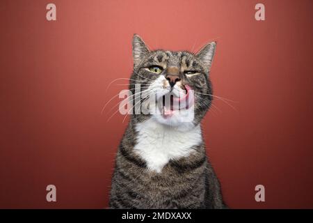 Gros plan d'un chat tabby affamé qui lèche délicatement ses whiskers tout en regardant directement dans l'appareil photo. L'arrière-plan est rouge vif. Banque D'Images