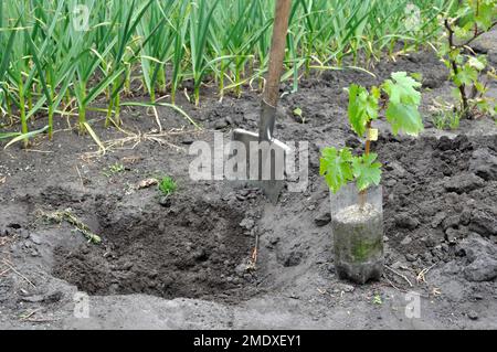 processus de plantation de plantules de vigne dans le potager Banque D'Images