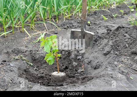 processus de plantation de plantules de vigne dans le potager Banque D'Images