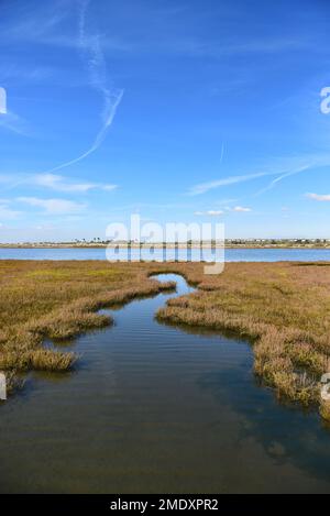 L'herbe de marais de la réserve écologique Bolsa Chica est le plus grand marais d'eau salée de la côte de la Californie. Banque D'Images