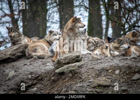 Un pack de loups sur un rocher dans un parc sauvage de Bad Mergentheim en Allemagne Banque D'Images