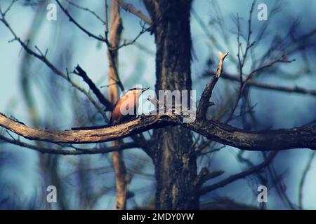 Un petit nuthatch eurasien (Sitta europaea) reposant sur la branche de l'arbre sur le fond flou Banque D'Images