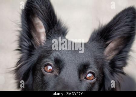 Cette image capture un berger noir à poil long avec des yeux bruns, regardant dans les yeux du spectateur et jusqu'à son propriétaire. Banque D'Images