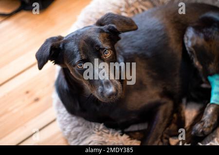 Cette image capture un chien noir avec des yeux bruns allongé dans un lit moelleux, avec une jambe bandée, regardant vers le haut dans le visage d'un humain. Banque D'Images