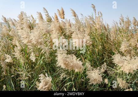 Pampas herbe avec des fleurs, bordées le long des rives de la lagune Al Laraana au Qatar Banque D'Images