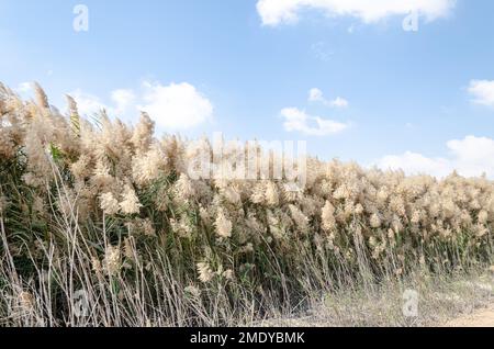 Pampas herbe avec des fleurs, bordées le long des rives de la lagune Al Laraana au Qatar Banque D'Images