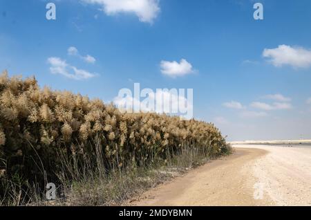 Pampas herbe avec des fleurs, bordées le long des rives de la lagune Al Laraana au Qatar Banque D'Images