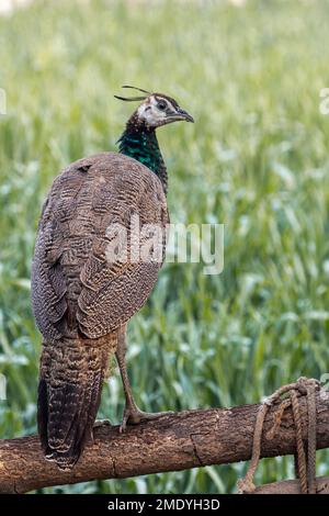 Un peahen regardant en arrière d'un poteau Banque D'Images