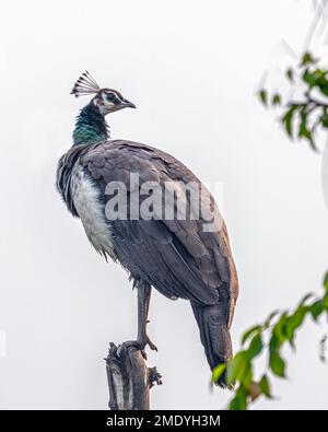 Un Peahen regardant de retour d'un arbre Banque D'Images
