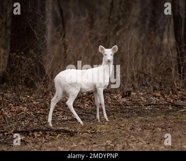 Un cerf de Virginie albinos dans les bois en hiver dans l'Illinois Banque D'Images