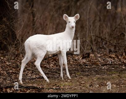 Un cerf de Virginie albinos dans les bois en hiver dans l'Illinois Banque D'Images