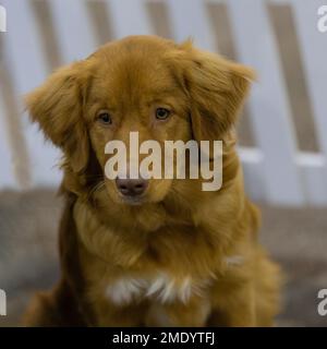 Un chien de chasse au chien de canard de Nouvelle-Écosse Banque D'Images