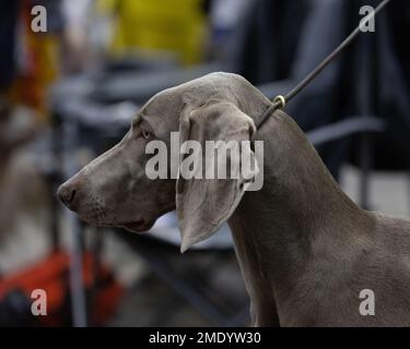 Un tireur de type Weimaraner HPR Banque D'Images