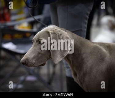 Un tireur de type Weimaraner HPR Banque D'Images