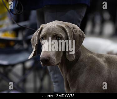 Un tireur de type Weimaraner HPR Banque D'Images