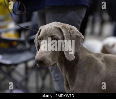 Un tireur de type Weimaraner HPR Banque D'Images
