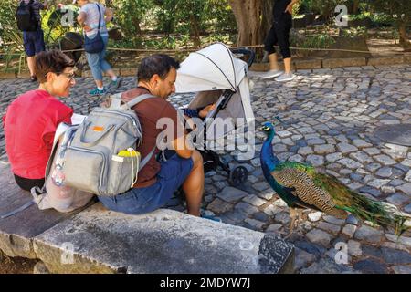 Lisbonne, Portugal. Un paon approche les visiteurs dans le jardin du Castelo de Sao Jorge/le château de Saint George. Banque D'Images