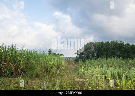 La canne à sucre qui grandit dans la Valle de Palmarito, Viñales, Cuba, qui serait utilisée pour nourrir les animaux. Banque D'Images