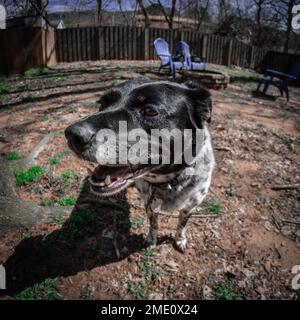 Gros plan d'un chien léopard de Catahoula debout dans le jardin Banque D'Images