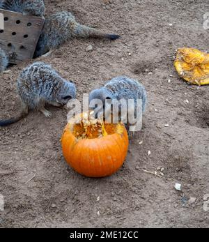 Meerkat mangeant la pulpe stringy d'une citrouille Banque D'Images