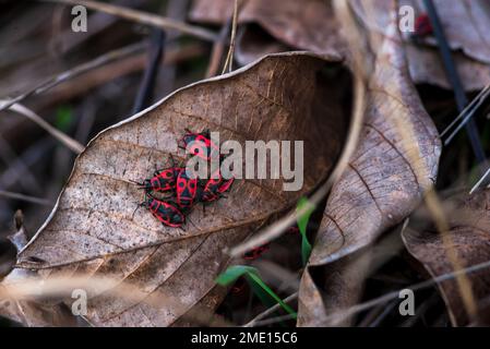 Le dendroctone rouge Pyrrhocoris apterus sur un fond rustique Firebug sur une feuille Banque D'Images