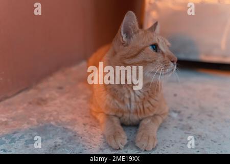 Un chat tabby marron couché sur le sol illuminé par une belle lumière chaude de coucher de soleil Banque D'Images
