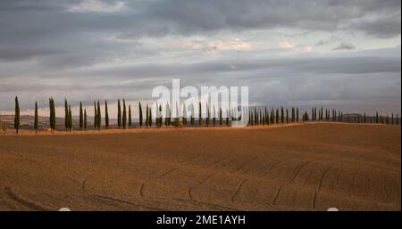 Paysage toscan emblématique de cyprès bordant un chemin de terre à l'automne, Toscane, Italie. Banque D'Images