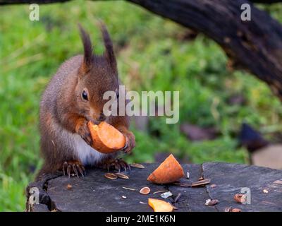 Écureuil rouge manger un snack sous la branche d'un arbre Banque D'Images