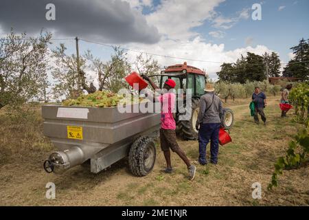 Ramasseurs à la vendemmia (vendemmia) à l'automne au vignoble de Pietraserena, San Gimignano, Toscane, Italie. Banque D'Images