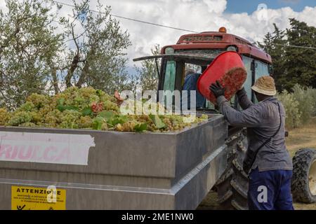 Ramasseurs à la vendemmia (vendemmia) à l'automne au vignoble de Pietraserena, San Gimignano, Toscane, Italie. Banque D'Images