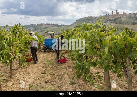 Ramasseurs à la vendemmia (vendemmia) à l'automne au vignoble de Pietraserena, San Gimignano, Toscane, Italie. Banque D'Images