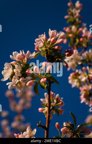 Foyer sélectif de belles branches de fleurs de cerisier rose sur l'arbre sous ciel bleu Banque D'Images