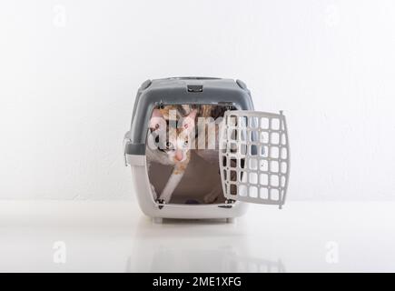 La boîte de Rex de Cornouailles dans le fond blanc Banque D'Images