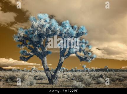 Joshua Tree Forest à Lee Flat dans le parc national de la Vallée de la mort, Californie. Banque D'Images