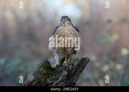 Gros plan d'un sparrowhawk eurasien, debout sur une branche d'arbre cassée, dans la forêt Banque D'Images