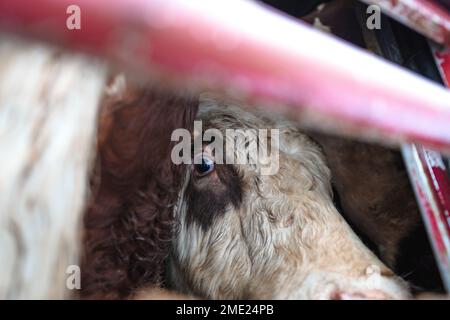 Transport de vaches pour la maison d'abattage en Tchéquie Banque D'Images