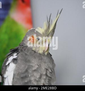 Un gros plan d'un joli perroquet gris de Corella avec des joues rouges et de longues plumes à l'intérieur Banque D'Images